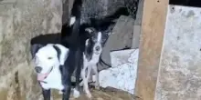 Lager nel vecchio casale a Eboli, 38 cani tra gli escrementi: sequestri e due denunce