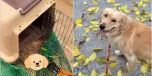 Cane muore nella stiva durante il volo, la proprietaria: &laquo;Vi ho consegnato la mia bimba viva. Voi mi avete restituito il suo corpo&raquo;