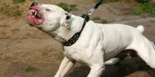 Azzannata dal cane del vicino, muore dopo tre mesi di agonia: la ?vittima aggredita nel cortile