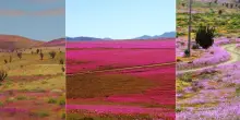 Atacama, il Super El Ni&ntilde;o fa fiorire in anticipo il deserto pi&ugrave; arido del mondo: i 180 millimetri di pioggia e il fenomeno del "desierto florido"
