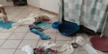 Salerno, 41 cani custoditi in condizioni igienico-sanitarie gravi in struttura abusiva: scatta il sequestro