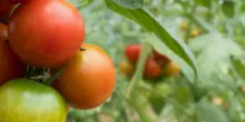 Salmonella nei pomodori freschi: chiesto lo stop nelle mense e nelle case di cura