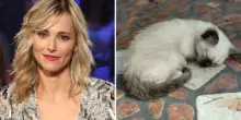 Francesca Fialdini salva una gattina di Treviso lanciata contro un cancello: cure pagate e appello alle adozioni