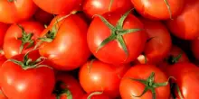 Salmonella a Bari, &egrave; allarme: scatta lo stop ai pomodori freschi nelle scuole e nelle Rsa