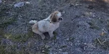 Cane legato a un albero sulla strada: salvato da un automobilista, &egrave; caccia al proprietario. Era senza acqua e cibo