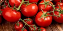 Salmonella nei pomodori crudi (ritirati dalle mense), quali sono a rischio, chi corre pi&ugrave; pericoli. Perch&eacute; lavarli pu&ograve; non bastare? Domande e risposte