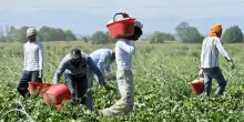 Braccianti-schiavi clandestini nel Casertano pagati 80 centesimi a cassetta: lavoravano per 14 ore