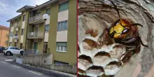 Sciame di calabroni alla finestra, donna illesa: i vigili del fuoco rimuovono il nido