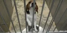 Beagle usati come cavie, maltrattati fino alla morte nei test per sperimentare farmaci. Salvati 17 cani