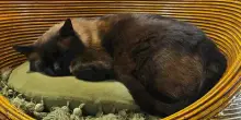 Gatto cosparso di vodka al parco e incendiato, il proprietario cerca testimoni: &laquo;Crudelt&agrave; inaccettabile&raquo;