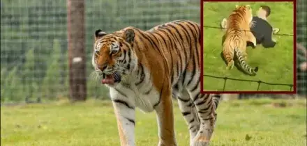 Tragedia allo zoo, uomo morto allo Yorkshire Wildlife Park: aveva scavalcato le reti del recinto delle tigri