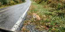 Autista di 67 anni licenziata: aveva fermato lo scuolabus per far salvare un gattino a un alunno