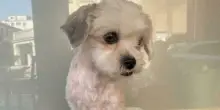Soccorre una donna priva di sensi in strada e "adotta" la sua cagnolina mentre lei &egrave; in ospedale: &laquo;Non potevo abbandonarla&raquo;