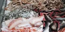 Maxi frode nel commercio del pesce, a Mugnano di Napoli sequestrato un milione di euro in contanti