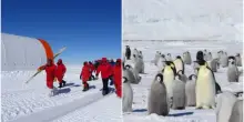 Contare i pinguini in Antartide: paga fino a 2.500 euro con vitto e alloggio, l'annuncio alla ricerca di personale