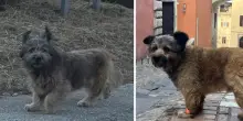 Scompare Francesco, il cane con l'orologio, e tutta Perugia si mobilita: ritrovato dopo 4 giorni. &laquo;Portatelo in un posto sicuro&raquo;