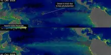 &laquo;Super El Ni&ntilde;o sta cambiando il colore degli oceani&raquo;, gli scienziati lanciano l'allarme sulla salute dei mari