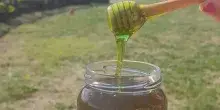 Miele verde negli alveari in Francia: raccolti circa 50 chili, ma l?origine resta sconosciuta