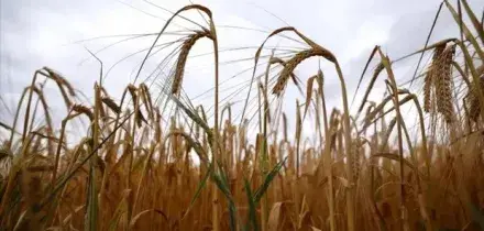 Crisi del grano, Kallas: &laquo;Ai livelli del 2022, nuova ondata di rincari&raquo;. Pane, biscotti e olio di girasole: cosa pu&ograve; aumentare e perch&eacute; la pasta (per ora) si salva