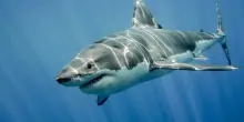 Attacco di squalo in Sudafrica: muore la 65enne nuotatrice Janine Lochreberg nell' Eastern Cape