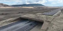 Il ponte per animali pi&ugrave; grande al mondo (costato 15 milioni). Dalla sua inaugurazione ha ridotto del 91% gli incidenti