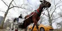 New York, addio alle carrozze trainate da cavalli a Central Park: dal 2028 via al divieto con la legge Romanch