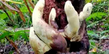Fungo gigante scoperto in Cina, risale all'epoca dei dinosauri: &egrave; alto pi&ugrave; di mezzo metro