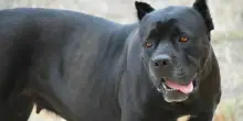 Venezia, azzannato da un cane al bar, sfiorata l'arteria femorale: insegue i proprietari sull'autobus e li fa bloccare dai carabinieri