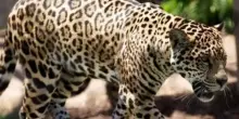 Guardiana di uno zoo muore dopo essere stata aggredita da due leopardi: lavorava nel parco da 40 anni