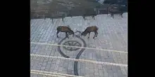 Barrea, cervi combattono in pieno centro: il video diventa virale