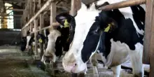 Giornata Mondiale del Latte, in Italia la Milk Economy vale 31 miliardi di euro