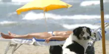 Pet tourism, un tesoro che in Italia vale 9.5 miliardi potrebbe quasi raddoppiare