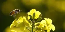Nasce il decalogo piemontese per proteggere gli insetti impollinatori