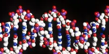 E' online la ChatGpt del Dna, scrive e analizza sequenze genetiche