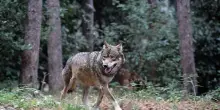 Dalle Dolomiti all'Austria, in un mese il viaggio solitario del lupo 'Mirco'