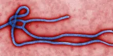 Ebola, i cinque punti cruciali dell'epidemia