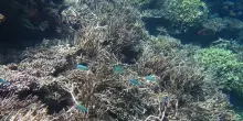 Maldive, nelle acque di Alimath&agrave; squali, tartarughe e coralli
