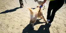 "Il cane in spiaggia non può stare",finisce a botte tra bagnanti