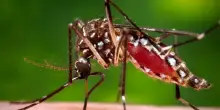 Le zanzare possono trovare appetitoso il repellente pi&ugrave; comune