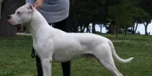 Donna sbranata in Valtellina, indagato il proprietario dei cani