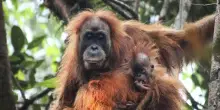 Sumatra, piogge torrenziali hanno ucciso almeno 58 degli oranghi pi&ugrave; rari al mondo