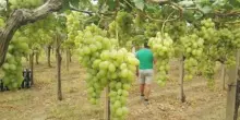 Lollobrigida, altro passo in avanti per export di uva da tavola italiana in Sudafrica
