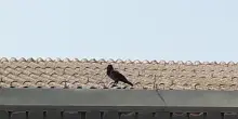 Cornacchia aggressiva a Pordenone, Tar sospende ordinanze per abbatterla