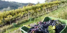 L'Italia candida a patrimonio Unesco il presepe, le uve della Valpolicella e il patrimonio alimentare alpino