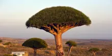 Circa 80 italiani bloccati a Socotra, Farnesina al lavoro per facilitare rientro