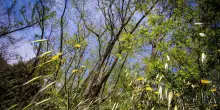Oltre il 90% di agronomi e forestali risulta occupato, pi&ugrave; donne e giovani