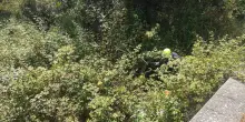 Operaio muore travolto da pianta che stava tagliando nel Bresciano