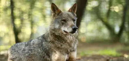 Cinque lupi trovati morti in Abruzzo, Parco 'ipotesi avvelenamento'