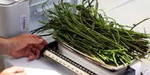 Bmti, in aumento le produzioni primaverili, gi&ugrave; del 27,9% i prezzi degli asparagi