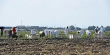 Bracciante muore nei campi del Mantovano, ipotesi malore per il caldo